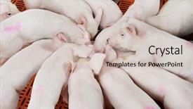  Presentation with pig farm - Cool new slides with livestock swine - young group piglet feeding backdrop and a soft green colored foreground