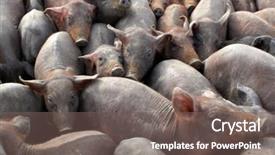  Presentation with farm - PPT layouts consisting of swine flu - lot of crowded piggies background and a gray colored foreground