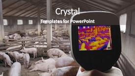  Presentation with swine flu - PPT layouts having swine flu detection with thermal background and a dark gray colored foreground