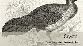  Presentation with old - PPT theme with science la - swinhoe's pheasant old illustration lophura background and a  colored foreground