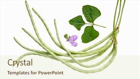  Presentation with long beans - Beautiful presentation theme featuring swirl vigna sesquipedalis fruwirth vigna sinensis dolichos sesquipedalis long stick beans leaves and flowers backdrop and a soft green colored foreground
