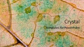  Presentation with autumn - Colorful slide deck enhanced with swirls corners - autumn leaf macro backdrop and a  colored foreground