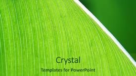  Presentation with green leaf - PPT theme consisting of swirls corners - detail of green leaf background and a  colored foreground