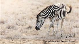  Presentation with kruger - PPT theme consisting of swish - burchell or plains zebra background and a mint green colored foreground