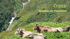  Presentation with cow - PPT layouts having swiss cow in the alpine landscape background and a tawny brown colored foreground