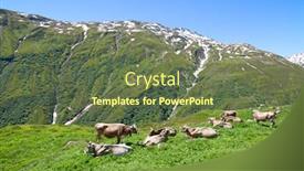  Presentation with cow - PPT layouts featuring swiss cow in the alpine landscape background and a tawny brown colored foreground
