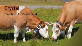  Presentation with cow - Presentation theme having swiss-cow-in-the-alps background and a gold colored foreground