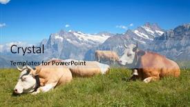  Presentation with cow - Presentation design featuring swiss-cow-in-the-alps background and a light blue colored foreground