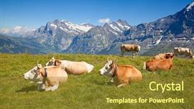  Presentation with cow - Slides having swiss cow in the alps background and a tawny brown colored foreground