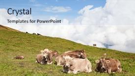  Presentation with cow - Audience pleasing presentation theme consisting of herd cliff - swiss cow in the alps backdrop and a light blue colored foreground