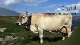  Presentation with cow - PPT theme consisting of swiss-cow background and a light blue colored foreground