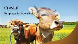  Presentation with cheese - Audience pleasing PPT layouts consisting of swiss cows backdrop and a light blue colored foreground