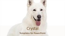  Presentation with old dog - Slide deck consisting of swiss shepherd dog 5 years old lying panting and looking away in front of white background background and a lemonade colored foreground