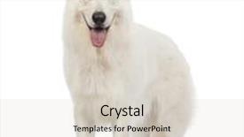  Presentation with old dog - Slide set consisting of swiss shepherd dog 5 years old panting and looking at the camera in front of white background background and a lemonade colored foreground