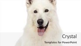  Presentation with old dog - PPT theme enhanced with swiss shepherd dog 5 years old lying panting and looking at the camera in front of white background background and a light gray colored foreground