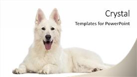  Presentation with old dog - Colorful PPT layouts enhanced with swiss shepherd dog 5 years backdrop and a white colored foreground