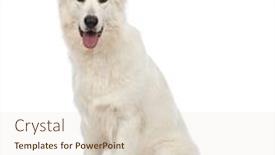  Presentation with old dog - Audience pleasing PPT layouts consisting of swiss shepherd dog 5 years backdrop and a lemonade colored foreground