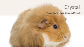  Presentation with guinea pig - Amazing slide deck having guinea pig isolated on white backdrop and a coral colored foreground