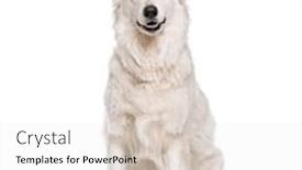  Presentation with swim against the current - Beautiful PPT theme featuring swiss white shepherd dog 4 backdrop and a white colored foreground