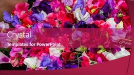  Presentation with switzerland - Amazing PPT layouts having switzerland-zurich-flowers-for-sale backdrop and a violet colored foreground