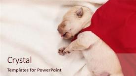  Presentation with copy space - PPT layouts with swoosh - cute labrador puppy superhero background and a lemonade colored foreground