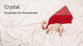  Presentation with superhero dog - Beautiful theme featuring swoosh - newborn labrador puppy dog backdrop and a sky blue colored foreground