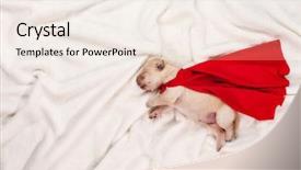  Presentation with swoosh - Colorful presentation design enhanced with swoosh - newborn labrador puppy with red backdrop and a sky blue colored foreground