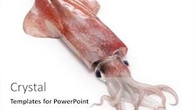  Presentation with japan - Slide deck with swordtip-squid-in-japan background and a white colored foreground