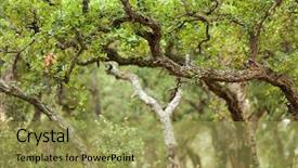  Presentation with cork - Slide deck featuring syber - mediterranean cork tree forest background and a yellow colored foreground