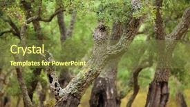  Presentation with cork - Amazing presentation theme having syber - mediterranean cork tree forest backdrop and a tawny brown colored foreground