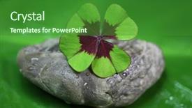  Presentation with four leaf clover - PPT layouts consisting of sylvester - four leaf clover - natural background and a forest green colored foreground