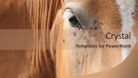  Presentation with horse - Presentation theme having symbiosis - abstract close-up of a brown background and a coral colored foreground