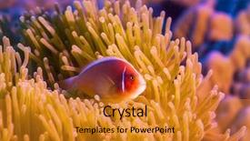  Presentation with fuschia pink - PPT theme having greek amphitheatre on the island of ios cyclades greece background and a coral colored foreground