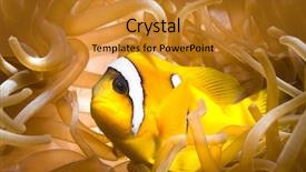  Presentation with sea - Audience pleasing slides consisting of symbiosis - anemone fish over sea anemone backdrop and a gold colored foreground