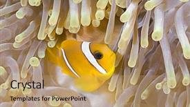  Presentation with aquarium sea anemone - PPT layouts consisting of symbiosis - anemonefish in sea anemone background and a coral colored foreground