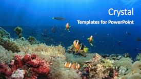 Presentation with coral reef - Presentation theme having selenium - high quality tasty and healthy background and a coral colored foreground
