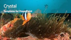  Presentation with fish netting pollution - PPT layouts enhanced with symbiosis - clarke's anemonefish fish background and a teal colored foreground