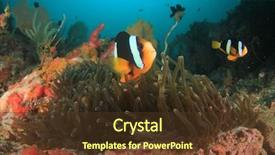 Presentation with fish in ponds - Amazing slide deck having symbiosis - clarke's anemonefish fish backdrop and a tawny brown colored foreground