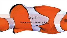  Presentation with fish decapteruss ruselli - PPT layouts consisting of symbiosis - clown anemone fish isolated background and a red colored foreground