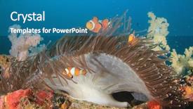  Presentation with coral - Beautiful PPT layouts featuring symbiosis - clown anemonefish fish on coral backdrop and a teal colored foreground