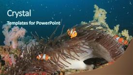  Presentation with reef tank marine aquarium blue - Slide deck with symbiosis - clown anemonefish fish on coral background and a ocean colored foreground