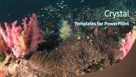  Presentation with fish tutrtle - PPT layouts having symbiosis - clown anemonefish fish on coral background and a ocean colored foreground