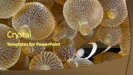  Presentation with pacific island - Cool new presentation theme with symbiosis - clownfish amphiprion clarkii hiding backdrop and a tawny brown colored foreground