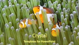  Presentation with amphiprion ocellaris clownfish in marine - PPT theme with symbiosis - clownfish amphiprion ocellaris hiding background and a tawny brown colored foreground