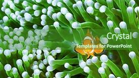  Presentation with pacific island - Slide set featuring symbiosis - clownfish amphiprion ocellaris hiding background and a forest green colored foreground