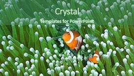  Presentation with amphiprion ocellaris clownfish in marine - Presentation theme consisting of symbiosis - colorful clownfish couple amphiprion ocellaris background and a ocean colored foreground