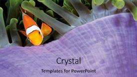  Presentation with purple green - PPT layouts with symbiosis - colorful clownfish on purple background and a light blue colored foreground