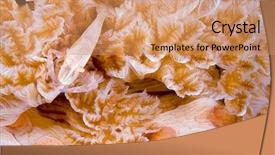  Presentation with pacific island - Beautiful presentation theme featuring symbiosis - commensal emperor shrimp periclimenes imperator backdrop and a coral colored foreground