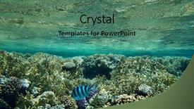  Presentation with fishes - Colorful slide set enhanced with symbiosis - coral garden full of colorful backdrop and a  colored foreground