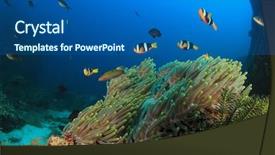  Presentation with corral reef - Cool new slide deck with symbiosis - coral reef and anemone backdrop and a ocean colored foreground
